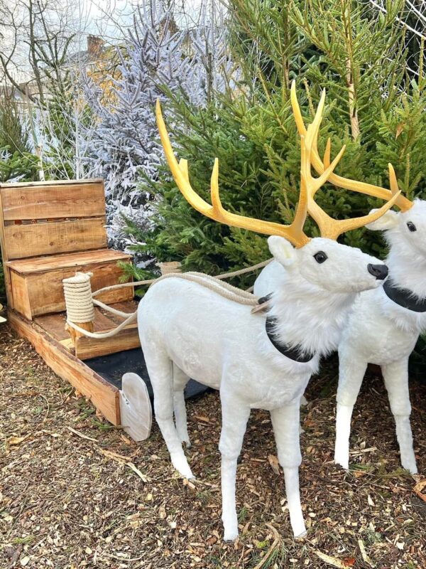décor avec des rennes blancs tirant un traineau