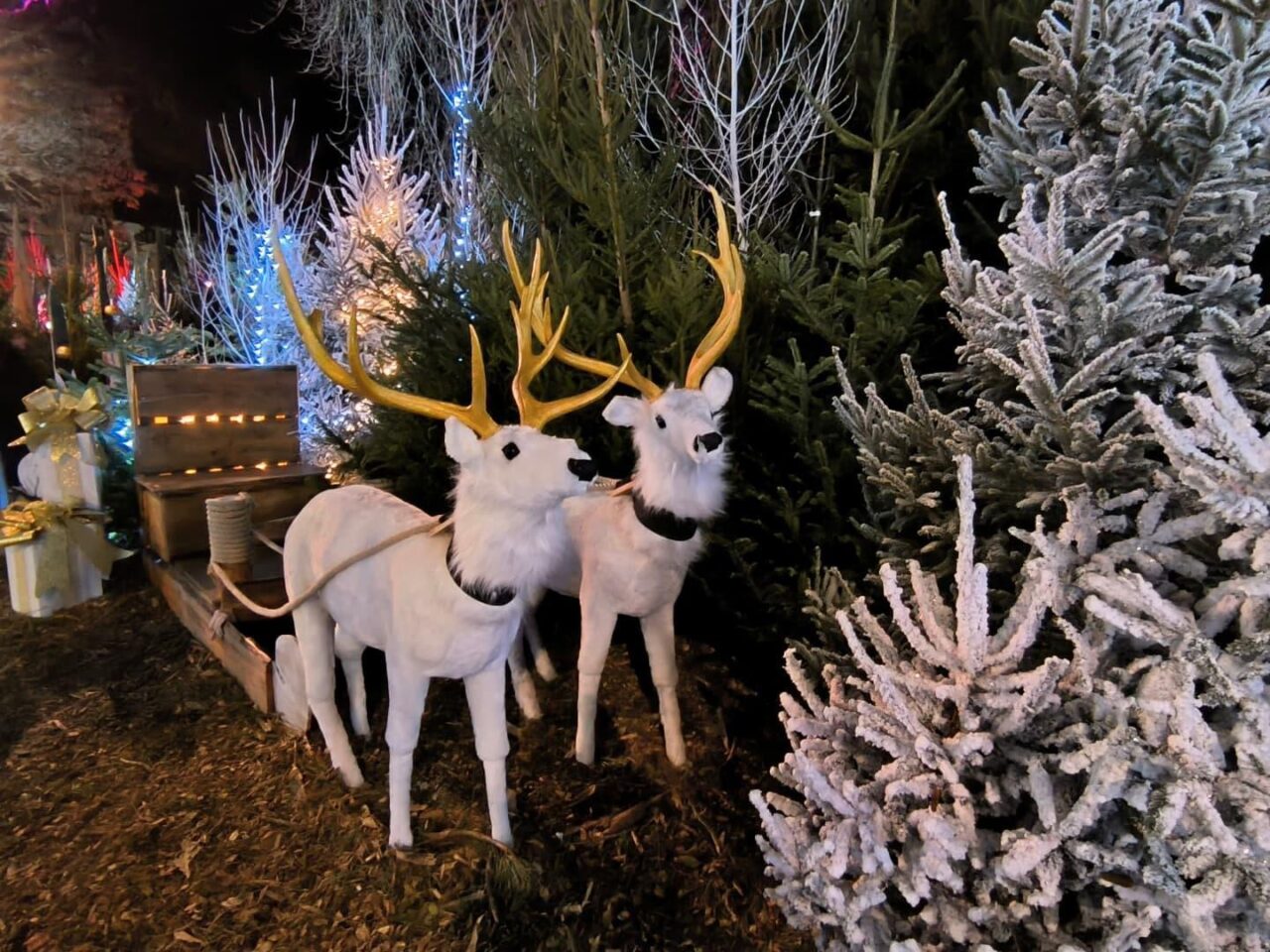 décor avec des rennes blancs tirant un traineau