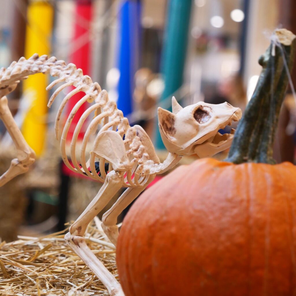 décor squelette de chat pour Halloween