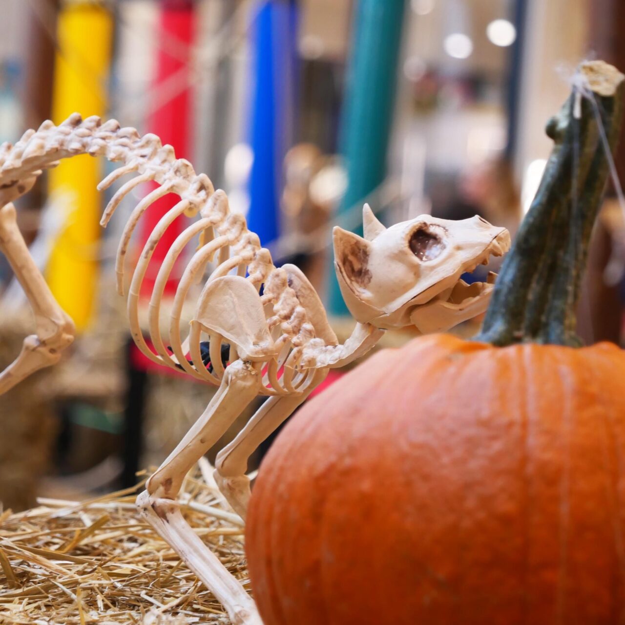 décor squelette de chat pour Halloween