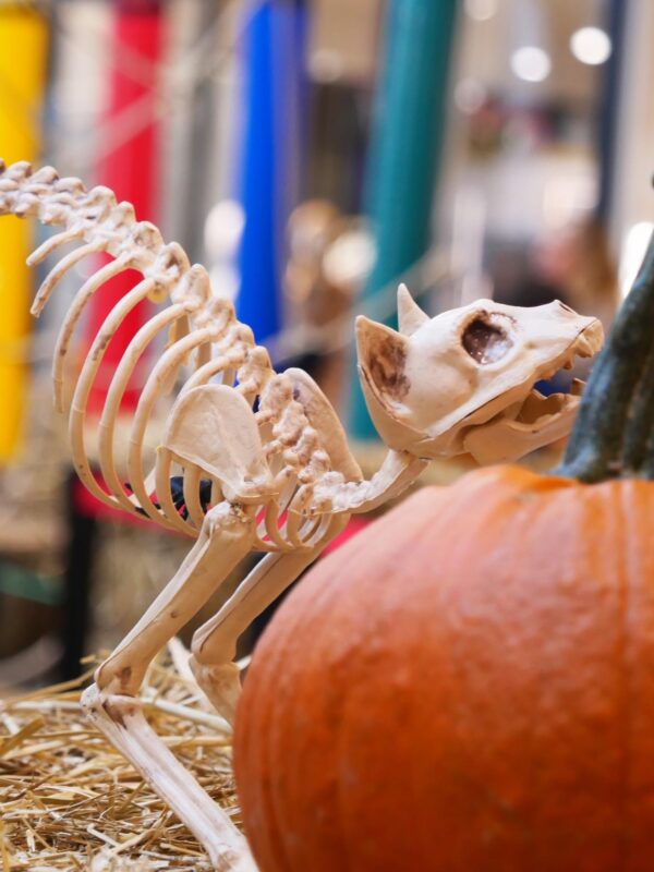 décor squelette de chat pour Halloween