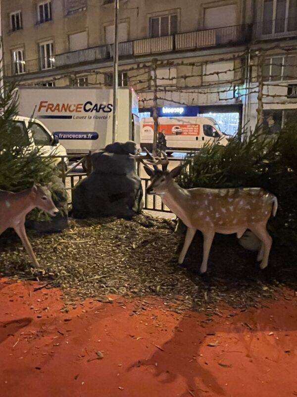 Décors avec chamois